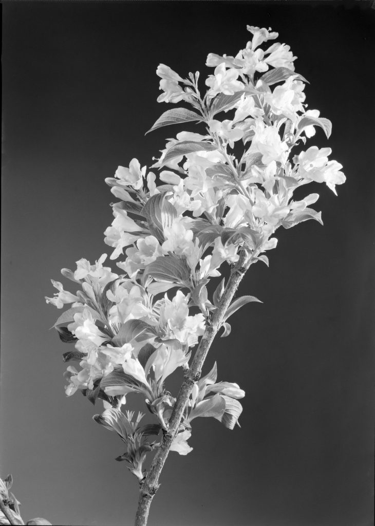 Black and white image of a stem with numerous flowers