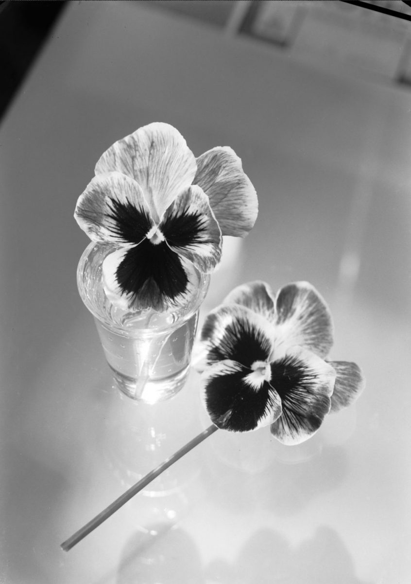 When a flower doesn’t bloom